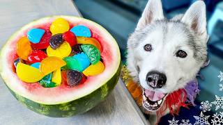 Rainbow Gummy Dog Treats 🌈 Easy DIY Dog Treats [upl. by Yatnod401]