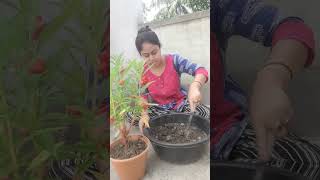 Dopati fule vore geche gachshortsfeed gardening shortvideo viralvideo [upl. by Ofelia]