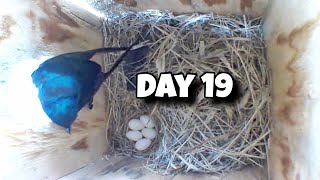 Day 19 Birdhouse Nest Box Live Camera Highlights [upl. by Raimund]