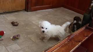 Bichon Puppies for Sale [upl. by Aleahs218]