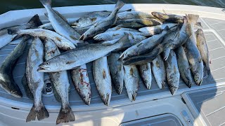 Freeline Croaker for Limits of Big Speckled Trout [upl. by Aym]