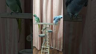 Live Two Talkative Parrot [upl. by Alana509]