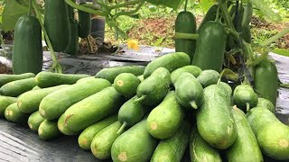 Grow Prolific Cucumber from Planting to Harvesting  Pruning and Fertilizer Application Guide [upl. by Carlynne691]