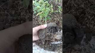 Planting pink Tecoma plant 🌷🌱 shortvideo shorts propagation [upl. by Adrianne294]