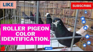 A Birmingham Roller Pigeon Color Identification with Oom Hennie [upl. by Namya]