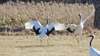 Redcrowned Crane [upl. by Malkin]