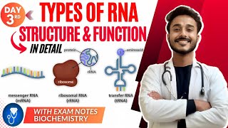 rna structure biochemistry  types of rna biochemistry  function of rna biochemistry [upl. by Ophelia470]