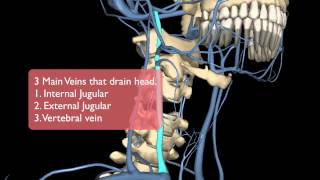 Head and Thorax Venous System [upl. by Anidan740]