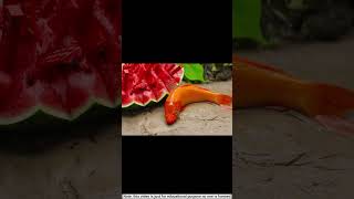 frog do farming and fish eat his watermelon shorts stopmotion [upl. by Ayiotal182]