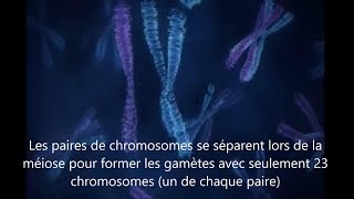 Meiose et hérédité  vision des chromosomes [upl. by Obmar829]