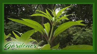 Medicinal Herbs Lisas Greenhouse amp Gardens  Volunteer Gardener [upl. by Maurits]