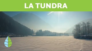 ¿Que es LA TUNDRA  Tipos de TUNDRA Tundra artica tundra alpina y tundra antartica [upl. by Leelahk]