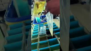 New Betta Fish Parches Going on Thisaianvily🎥🎬Navalady pogum Rodeu shope name JP AQUATICZ🐠🐳 [upl. by Llenahs]