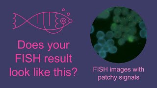 CytoCell FISH n Tips Probe application  Tips to prevent patchy hybridisation [upl. by Atekihc]