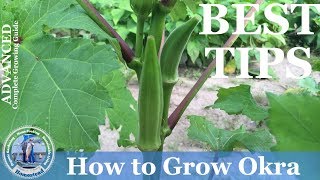 How To Grow Okra  ADVANCED Growing Guide [upl. by Roos]