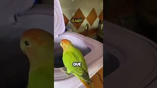 Pajaro se lanza a una Lavadora funcionando [upl. by Zigrang]