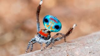 Peacock Spider 9 Maratus amabilis [upl. by Esom]