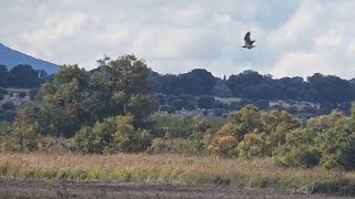 ¡ÁGUILA PESCADORA CON PRESA  Parque Nacional de las Tablas de Daimiel Ciudad Real España [upl. by Ethelbert]