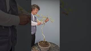 마삭줄Trachelospermum asiaticum shortsbonsai [upl. by Yrovi]