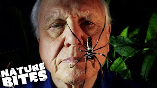 David Attenborough Meets CANNIBAL Spiders 😱  Nature Bites [upl. by Noxid697]