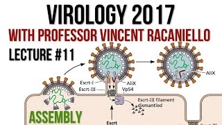 Virology Lectures 2017 11 Assembly [upl. by Poliard]