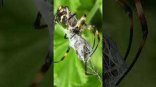 Spiders Facts About The Arachnids [upl. by Yelreveb]