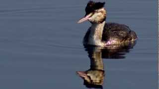 Little Grebe  Bird Call  Bird Song [upl. by Aneeres]