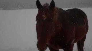 A winter day at McGinnis Meadows Ranch [upl. by Nnateragram305]