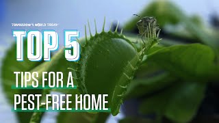 5 Natural Remedies to Keep Bugs Out of Your Home [upl. by Lartnom349]