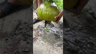 Best Coconut Fishing Trap By Pond Fishing shorts [upl. by Schoening]