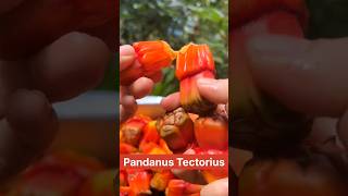 Pandanus Tectorius Fruit 💚 shorts youtubeshorts fruit [upl. by Christopher]