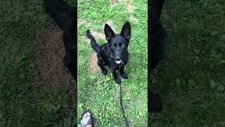 Ecollar  how to find the dog training level [upl. by Anade]