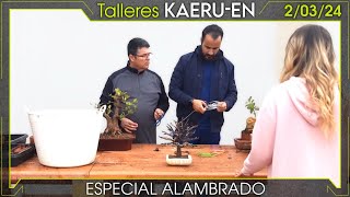 Taller bonsai 2 de marzo 2024 [upl. by Innad]