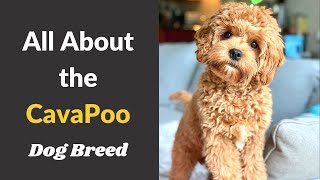 A to Z Guide about Cavapoo dog breed  Size Behavior Training and Temperament [upl. by Barnum]