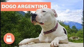 Dogo argentino  Características y adiestramiento [upl. by Ajnek821]