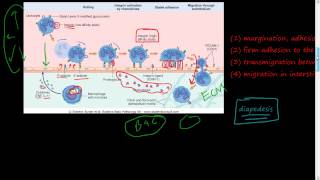 20  Acute Inflammation 2 of 3  Cellular Events  Leukocyte Recruitment diapedesis Selectin [upl. by Solly]