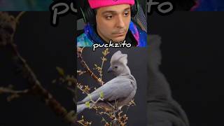 Aves de chernobyl parte 2 puckzito shorts [upl. by Monreal802]