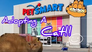 Adopting a Cat  from PetSmart [upl. by Jacobina]