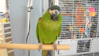 Hahns Macaw Maya does quotStick em Upquot amp I love youIN SPANISH [upl. by Walling]