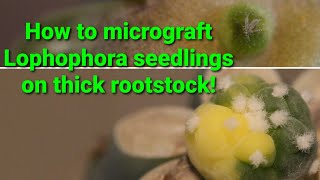 How to micrograft Lophophora seedlings on thick rootstocks [upl. by Emelina]