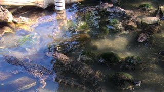 Wild Charles is live Feeding Gators amp Caiman [upl. by Mandy]