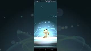 Meowth evolves into Persian pokemongo pokemon 100ivbeautifulpokemon 1000subscriber evolution [upl. by Sebastian]