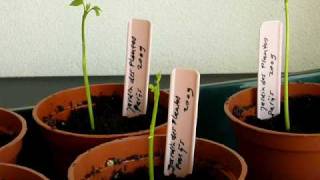 Ginkgo seedlings March 2009  10 days old [upl. by Guerin333]