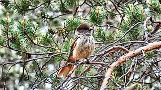 Unglückshäher Perisoreus infaustus Siberian Jay Kuukkeli [upl. by Sakul700]