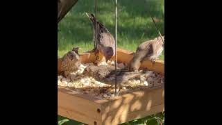 Black Capped Chickadee and House Finch team [upl. by Assiluy]