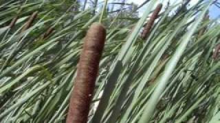 Gathering amp Drying Cattail LeavesThe Wicker Woman [upl. by Irene]