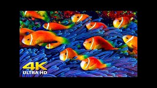 Acquario VIDEO 4K Bellissimo pesce rilassante della barriera corallina  Musica rilassante [upl. by Arias]