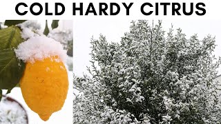 COLD HARDY CITRUS THE BEST ONES  ENG  AGRUMI LENZI [upl. by Reinhard]