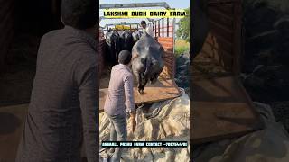 hamara sirf ek hi business hove dairyfarm buffalodairy buffalofarm viralvideo sorts [upl. by Klapp]