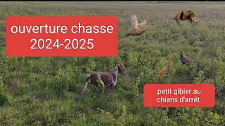 ouverture 20242025 chasse au chiens darrêt [upl. by Gausman]